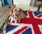 We are pleased to announce the safe arrival of 8 gorgeous  bulldog puppies we have 2 boys one gril  left Both parents are full KC REG the Pups are being raised in a family home and are handled on a daily basis. All puppies will be KC REG 1st vaccination wormed and fleaed and also micro chipped 