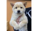Contact us today to learn more about our White Shiba Inu puppies and how to make one a part of your family.