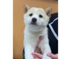  Look no further than our expert breeder! We have years of experience and a deep love for this incredible breed. Our dogs are meticulously selected and bred to ensure exceptional health, temperament, and beauty. Contact us today to learn more about our Shiba Inu show dogs and how to bring one home.