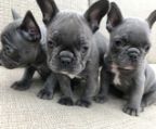 Solid Blue French Bulldog Puppies For Sale