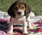 beagles pup