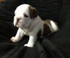 Gorgeous english bulldog puppies for sale, professional breeder