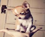 Breeder of Top Quality Chihuahua Teacup Puppies<br>champion parents.Home dogs( raised in my home) very socialized.<br>They are all registered, micro-chipped, first shots, vet checked,<br>dewormed, and come with a written one year health guarantee.<br>I am a registered Breeder.Each pup comes with a Genetic Health Guarantee,and<br>a Health certificate.They equally arrive at your home,potty trained.<br>I breed for correct type,temperament and soundness.<br><br>All inquiries email:<br><br>claudiavinton@hotmail.com<br>