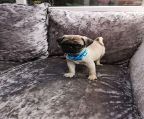   Healthy Pug puppies for rehoming now