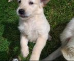 Magnificent  pups are  purebred, 12 weeks old, dewormed and vaccinated. These beautiful pups make wonderful family pets with their loving and loyal nature.  They have wonderful temperaments around people and other pets. Pedigree papers...<br>