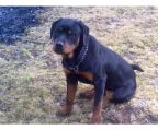 MALE AND FEMALE ROTTWEILER AVAILABLE