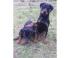 ROTTWEILER PUPPIES FROM kevidn - PERFORMANCE BREEDING