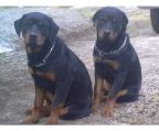  ROTTWEILER PUPPIES NOW FOR GOOD FAMILIES
