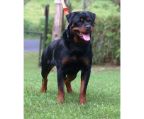 ROTTWEILER PUPPIES FROM THE BREEDER