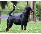  ROTTWEILER PUPPIES FROM BERTHOLTSTEIN CASTLE FOR SALE