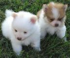 Male and Female Pomeranian puppies for adoption.Katzen 