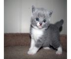 Gift male and female British short hair kittens for adoption