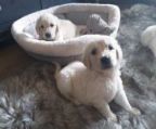 Golden Retriever puppies for rehoming