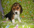beagle price $750 each puppy