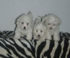 puppies good price bichon frise