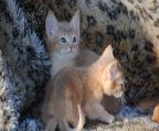 Abyssinian kittens