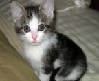 lovely American Wirehair kittens