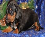 Black and tan miniature dachshund
