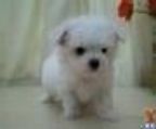 Bichon frise breeders, 3 males and 2 females
