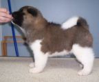 Akita Inu Puppies for sale