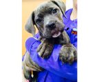 i have 2 boys and 1 girl  puppies ready now they have been wormed and flead ...<br>beautiful and playful