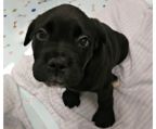 5 lovely gorgeous,healthy pups have arrived<br>