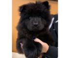 Black chow chow puppy