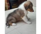 collies for sale, males and females