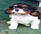 Cavalier King Charles Spaniel puppies had there first shot , they come dewormed , health guarantee and vet cheqd (( Spay/neuter also inclueds in price)) They are super cute, lovable and are great family pets with some great personalties!7788914556
<br>