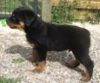 Taking reservations for CKC Registered Rottweiler Puppies.  There are 4 females and 3 males. German bloodlines.  Mom is a granddaughter of World-renouned Djuke vom Vilstaler Land.  Both parents are on site and have many health clearances -   Heart, Hips and Elbows are OFA, OVC certified.  The 1st and 2nd photos are mom, the 3rd and 4th are dad and the photos of the pups are from a previous litter by this sire and dam.  Pups will have tails docked, back dewclaws removed, have 1st and 2nd set of shots, dewormed, vet checked, microchiped, and 6 weeks free vet insurance.  For more information and more photos, visit the “Puppies” page of our website at www.hchorseco.com/rottis  Strathmore, AB  Call 403-644-2202.