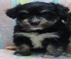 Only one cute and cuddly Schnauzer x Bichon female puppy left. Playful and friendly, this little pup will make an amazing addition to your family and is awesome with kids. She is also non shedding.
<br>
<br>She comes with shots to date, deworming, vet check and puppy pack of food. Mom and dad are also here to see. Call or email today to arrange to meet this little pup.