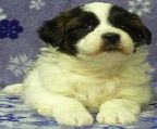 Only 1 boy left. This little pup will make a wonderful family pet. He had a great personality and is good with kids. Will come with shots to date, deworming, vet check, health record and puppy pack of food. He is also non shedding! Call to arrange to meet and reserve this little guy. Mom and dad are also here to see.