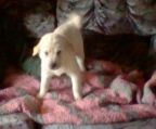 2 Female AMERICAN ESKIMO X SHAR-PEI puppies left, both off-white in color. Will be small dogs. READY TO GO! Very healthy, playful, fun-loving puppies.Raised with children and other dogs. Mother is a purebred Miniature Shar-Pei, father is a purebred Miniature American Eskimo. They\′ve had their 1st shots, been vet-checked, and de-wormed. They are family-raised. They are smart and easy to house-train. They are paper-trained. Need to find their new forever homes soon. Can meet in Hedingley for an extra $25 for gas.
<br>Ph# 204-239-7021 Portage la Prairie, MB