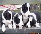Border Collie puppies available. All puppies are purebred and registered with the Canadian Border Collie Association. They will have their first needle, deworming, and microchip at time of adoption. All puppies also have a two year health guarantee.  For further information please contact.