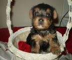 i am now taking deposits for my yorkies puppies ,they are non allegrety dogs great  for people with allergy,they dont shed ,they will have there first needles dewormed and will come with there vet certificate and health records,they will weight around 3 to 5 lbs  you can call to view 895 8310 ,there is a picture of the mom there