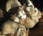 3 males & 1 female left. They are of a healthy litter of 6. From a working pack of 37 Siberian husky sled dogs 4kms outside of wiltondale, inside gros morne national park. The mother (vodka) is in the picture with the pups & the father is black & white with 2 blue eyes (buddy). No papers. Pups will be dewormed twice (once each month). A non-refundable deposit is required to hold one.