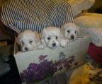  BEAUTIFUL MALTESE/POODLE PUPPIES HYPO ALLERGENIC NON SHEDDING
