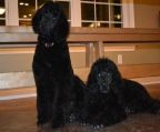 For sale 2 male Registered Purebreed Standard Poodles,  puppy\′s are up to date on needles and deworming. Mother and Father are both on site.  Puppy\′s have been started with house training.   