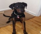 We are having to sell our 1 year old Doberman Lab. He′s male and has an excellent temperament. Is great with kids and other dogs, had not been around cats but I don′t think he would have any issues. He′s very calm around people, not a barker and great walking on a leash. Fully up to date on immunizations and is neutered. Knows basic commands. Serious inquiries only and we will only give him to a home where we know he′ll be happy and cared for. We have 2 dogs and unfortunately can only take 1 with us.