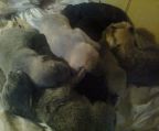 8 Beatiful Babys.  Only two females and 6 males.  2 Black Females, 1 Black Male, 1 darker brown male, 2 lighter tan females, 1 lighter gray/tan male, 1 dark gray male. Asking for $50 to hold a puppy, will provide a reciept. Should be ready to go next weekend. Please text to 846-0174. NO Emails please.