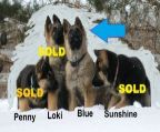 German Shepherd pups: 1 sable male.  All the intelligence, devotion, and protective instincts you expect in a shepherd, plus LOTS of socialization.  40 min. S of S\′toon.  Come meet the whole family!
<br>Born 12/12/2024, will be 3 months-old March 12. Friendly, healthy, hardy, first shots + dewormed.  Travel well, raised with cats and both parents, sleep outdoors in insulated shed.  Great for farms or acreages. 
<br> 
<br>Held and handled by dozens of people of all ages.
<br> 
<br>Both parents are much-loved companions as well as working dogs, protecting people, property, and livestock.  ZERO COYOTE OR THEFT PROBLEMS.
<br> 
<br>Father:  Black&tan, 2 years old, 96 lbs. Loves everyone, but keeps strangers in their cars by looks alone. Poetry in motion. CKC registered.
<br>Mother:  Sable, 4 years old, 75 lbs.  Exceptional guard dog, almost telepathic communication skillls, great mom.
<br> 
<br>Please phone 251-1673 (no texting) to come meet the whole family.
<br>40 minutes South of Saskatoon.