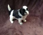 Puppies Shih Tzu for sale