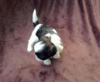 Puppies Shih Tzu for sale