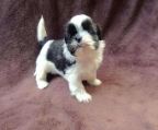 Puppies Shih Tzu for sale