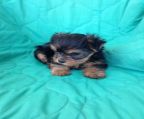 local yorkie puppies for sale