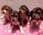 3 weeks of age, 5 pups avaliable
