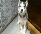 Puppies Siberian Husky for sale in Australia