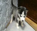 pure bred siberian huskies for sale