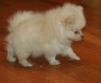 Pomeranian lulu puppy for sale