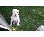 Dogo argentino cost